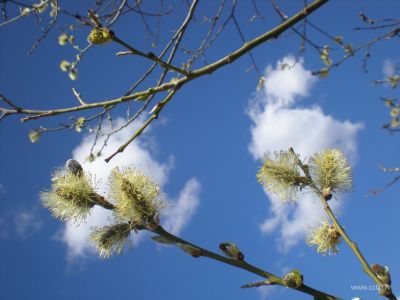 花粉、柳絮过敏季,有效预防呼吸道疾病就一个字:躲!