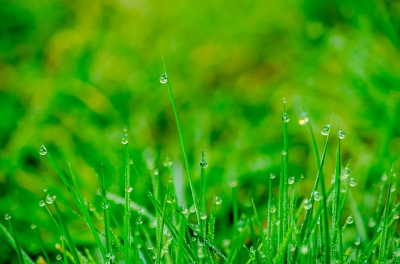 谷雨| 抓住春天的尾巴，防春火、健脾胃、去湿热